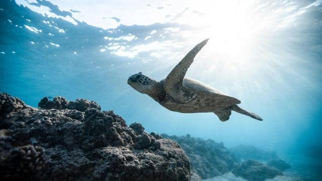 Scufundați-vă în Paradis: Delfinul lui Manzanillo, snorkel și prânz — Guided tour and outdoor activity