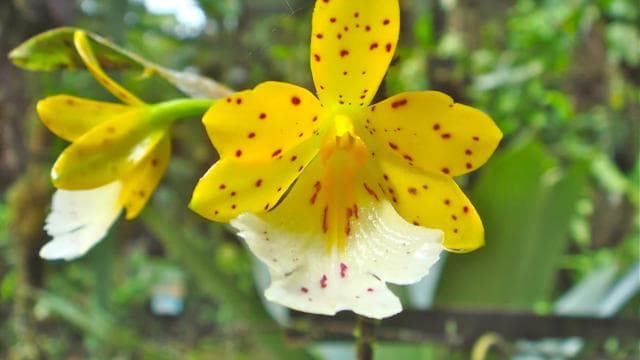 From San Jose: Braulio Carillo National Park Rainforest Tram — Guided tour and outdoor activity