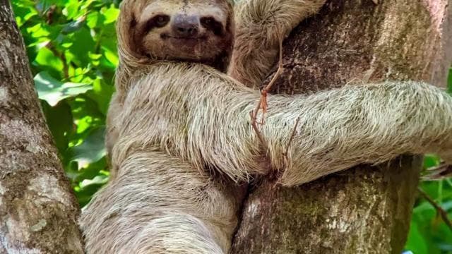 Manuel Antonio Park Guided Tour - Admission Ticket Included — Guided tour and outdoor activity