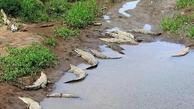 Puntarenas: Wildlife and River Safari Excursion — Guided tour and outdoor activity