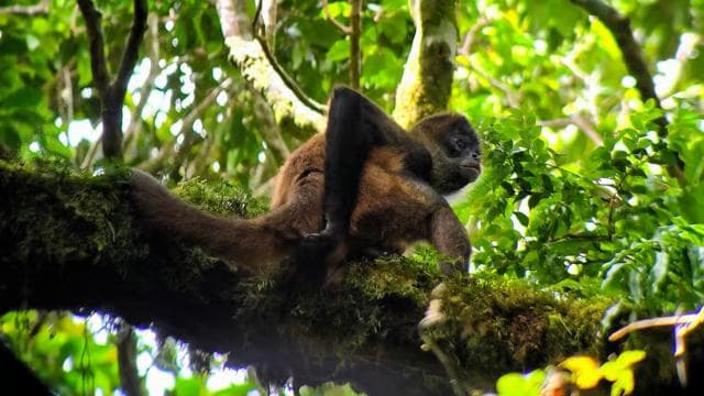 Monteverde: Cloud Forest Tour with a local Guide — Guided tour and outdoor activity