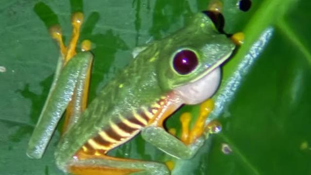 Manuel Antonio: Jungle Night Tour and Buttlerfly Garden — Guided tour and outdoor activity