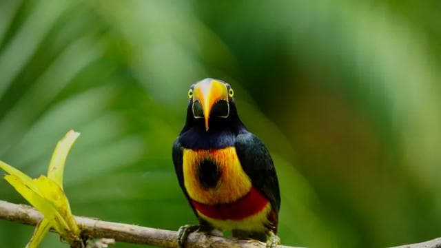 Manuel Antonio: Birdwatching exclusive tour — Guided tour and outdoor activity