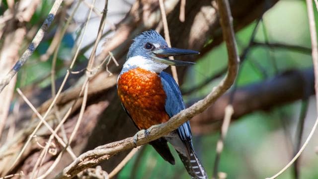 Private Avellanas Wildlife Walk — Guided tour and outdoor activity