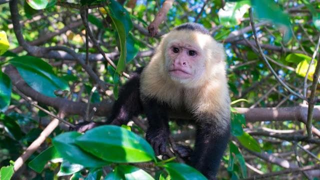 Quepos: Kayak Tour in the Mangroves Near Manuel Antonio Park — Guided tour and outdoor activity