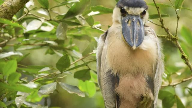 La Fortuna: Bird Watching Tour at Natura Park — Guided tour and outdoor activity