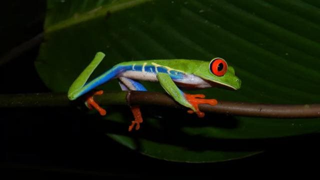 La Fortuna: Ecocentro Danaus Rainforest Night Expedition — Guided tour and outdoor activity