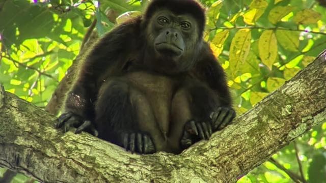 Guided excursion in Los Haitises National Park