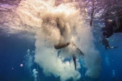 La Romana: Scuba Diving in Catalina Island — Guided tour and outdoor activity