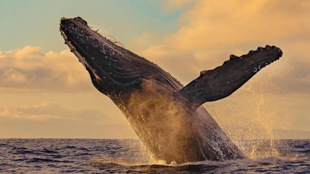 Uvita: Humpback Whales Wildlife Watching — Guided tour and outdoor activity