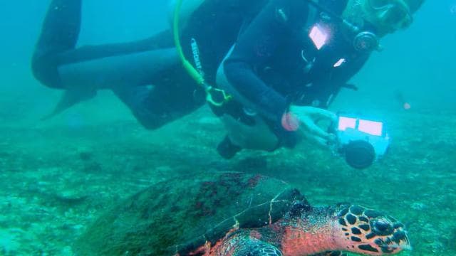 Papagayo Gulf: 2 Dives Half-Day Scuba Dive Tour — Guided tour and outdoor activity