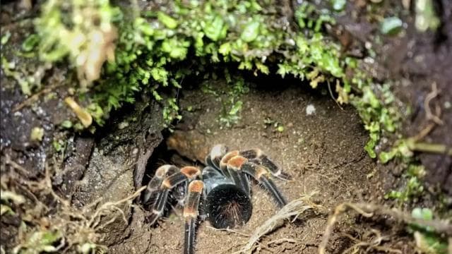 Santa Elena: Private Guided Walk in the Cloud Forest Reserve — Guided tour and outdoor activity