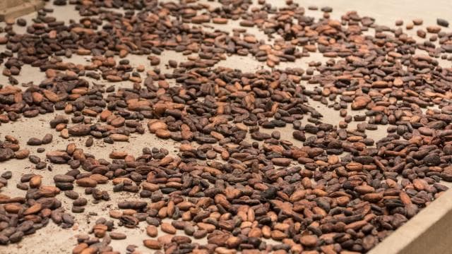 La Fortuna: Rainforest Chocolate Tour — Guided tour and outdoor activity