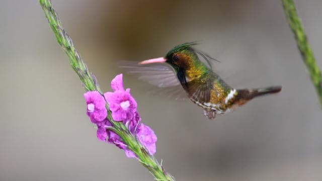 Arenal Forest: Bird Observation & Photography Tour — Guided tour and outdoor activity