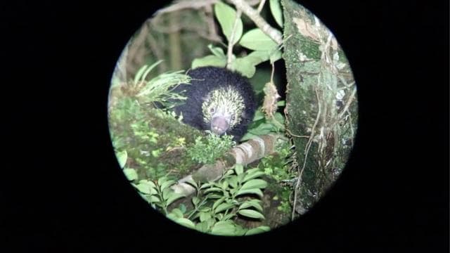 Monteverde: Night Walk through the Forest with a Guide — Guided tour and outdoor activity