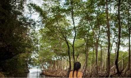  Los Haitises National Park: Boat Tour with Caves Visit — Guided tour and outdoor activity