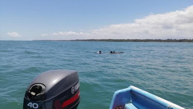 Manzanillo: Dolphin watching and Punta Mona Beach — Guided tour and outdoor activity