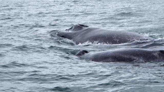Uvita: Whale Watching Tour in Marino Ballena National Park — Guided tour and outdoor activity