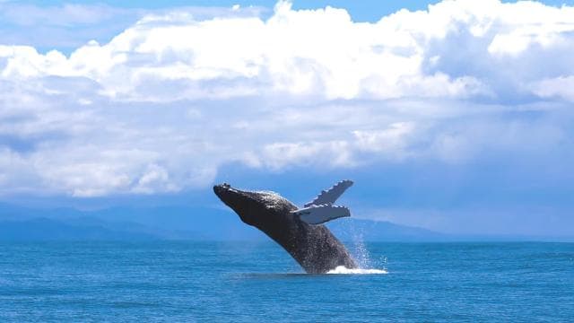 Marino Ballena National Park: Whale Watching Boat Tour — Guided tour and outdoor activity