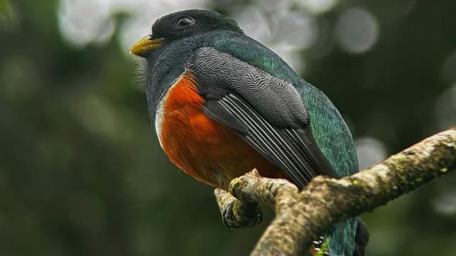 Monteverde: Exploration of the Cloud Forest — Guided tour and outdoor activity