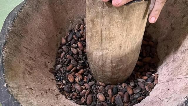 San Carlos: The Art of Chocolate Making Tour at Don Olivo — Guided tour and outdoor activity