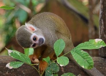 Puerto Plata: ATV Ride Adventure And Monkeys + Lunch — Guided tour and outdoor activity