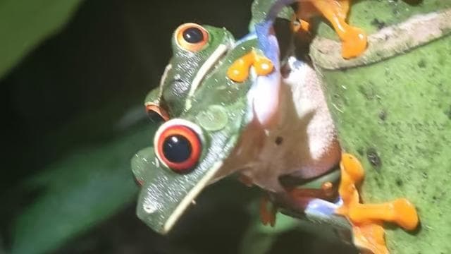 Night Tour Rainforest Guided Tour: la fortuna — Guided tour and outdoor activity