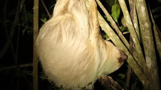 Monteverde: Coffee Tour and Night Walk — Guided tour and outdoor activity