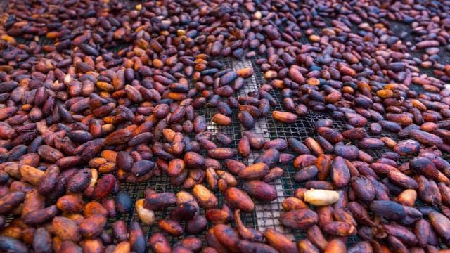 La Fortuna: Chocolate-Making Experience with Tastings — Guided tour and outdoor activity