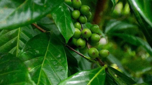 La Fortuna: Don Juan Arenal Coffee and Chocolate Tour — Guided tour and outdoor activity