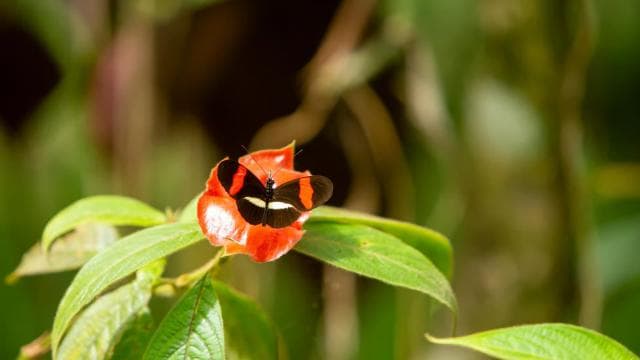 Manuel Antonio Villa Vanilla spice tour — Guided tour and outdoor activity