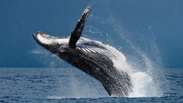 Costa Rica: Whale and Dolphin Watching — Guided tour and outdoor activity