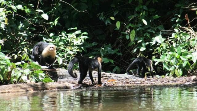 Tortuguero: "Unforgettable" canoe tour in the Tortuguero National Park — Guided tour and outdoor activity