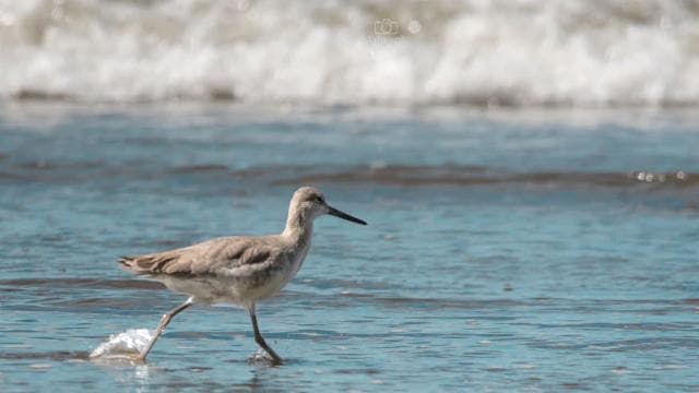 Uvita: Birdwatching — Guided tour and outdoor activity