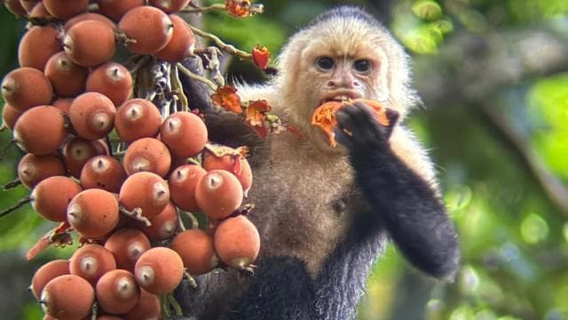 From San José To Manuel Antonio national Park Guided tour — Guided tour and outdoor activity