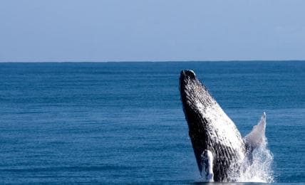 Samana: Guided Day Trip with Buffet Lunch and Whale Watching — Guided tour and outdoor activity