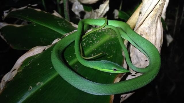 Tortuguero: Night Wildlife Spotting and Jungle Walk — Guided tour and outdoor activity