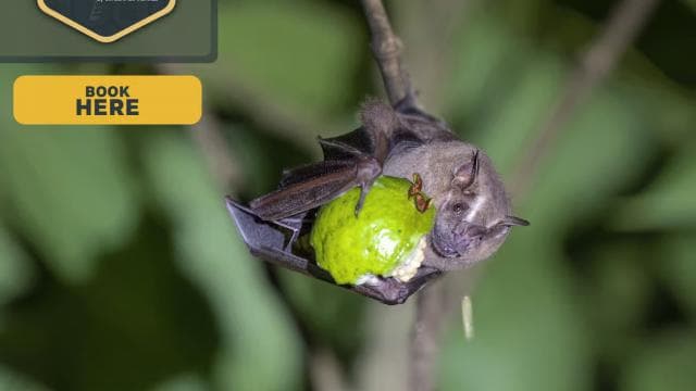La Fortuna: Forest & Wildlife Nocturnal Escapade — Guided tour and outdoor activity