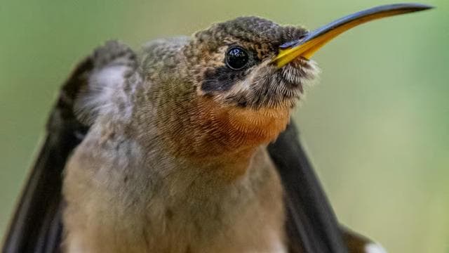 Esquipulas: Esperienza di birdwatching di Manuel Antonio — Guided tour and outdoor activity