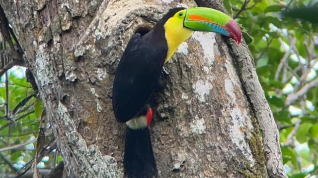 Monteverde morning day tour & night tour — Guided tour and outdoor activity