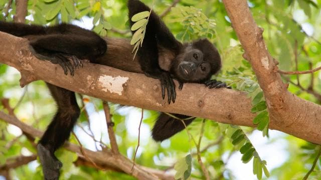 Kayaking Adventure: a 2-hour Wildlife Escape — Guided tour and outdoor activity