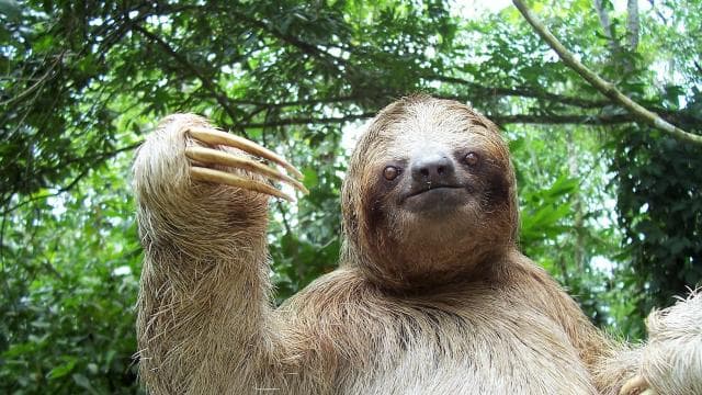 La Fortuna:Butterflies, birds, sloths and Trails Guided Tour — Guided tour and outdoor activity