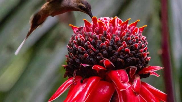 Birdwatching nature walk — Guided tour and outdoor activity
