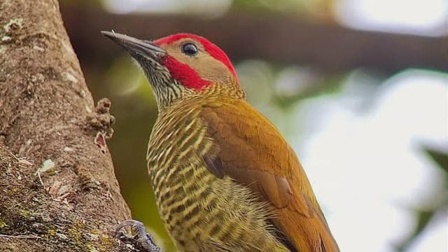 Curicancha Reserve Birdwatching Tour — Guided tour and outdoor activity