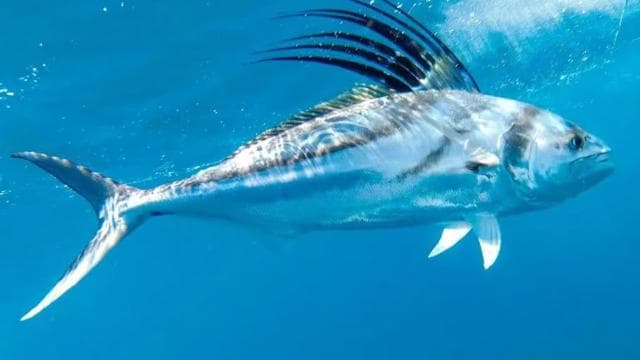 Playa Mantas: Beach Fishing Tour — Guided tour and outdoor activity