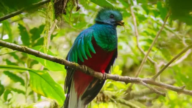 Monteverde: Cloud Forest Guided Walk — Guided tour and outdoor activity