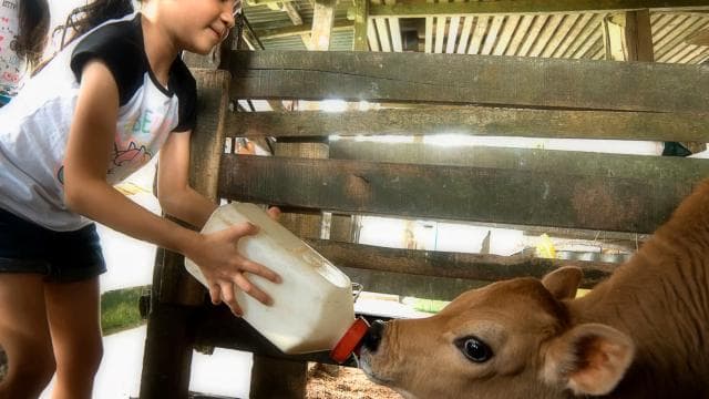 La Fortuna: Small Group Half–Day Campesino Farm Experience — Guided tour and outdoor activity