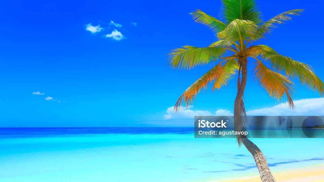Punta Cana: Saona Island Catamaran Day Trip with Tickets and Lunch — Guided tour and outdoor activity