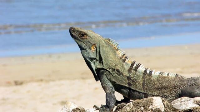 Uvita: Marino Ballena National Park Private Hike & Wildlife — Guided tour and outdoor activity