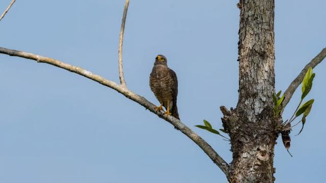 Uvita: Birdwatching — Guided tour and outdoor activity